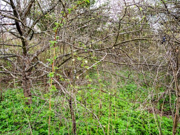 Underbrush Clearing in Marco Island