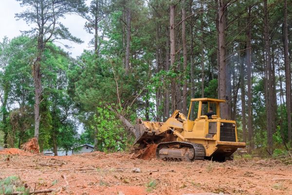 Forest Thinning in Marco Island
